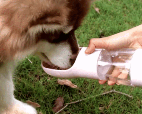 Garrafa Portátil de Água para Pets I Pet Water - Lojas Want