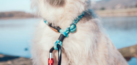 best personalized dog collar