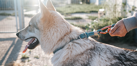 best personalized dog collars