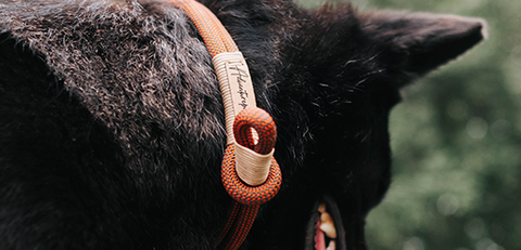 best personalized dog collar