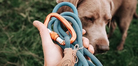 how long should a dog leash be