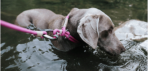 how long should a dog leash be