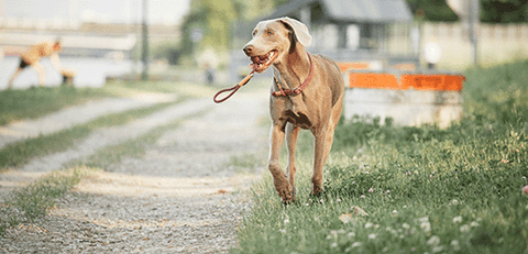 Example of a Chewed Nylon Strap – Pet Expertise