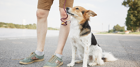 dog on a walk biting leash