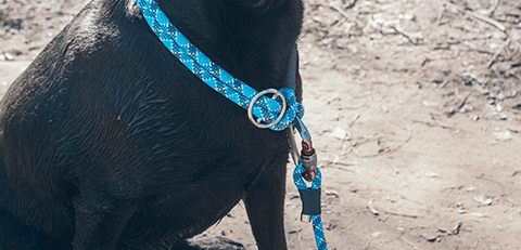 dogs playing in dog collar