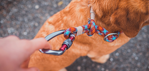 dog collar for a big dog