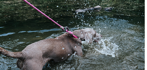 dog collar in the water