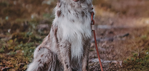 adventure dog guide dog leash