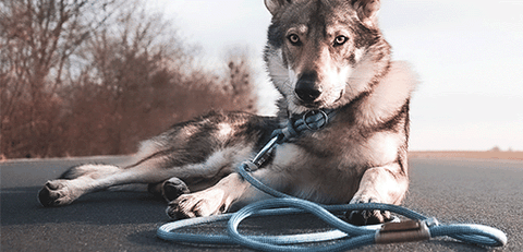 dog on a walk with leash