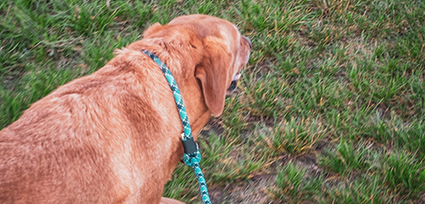 dog playing with leash