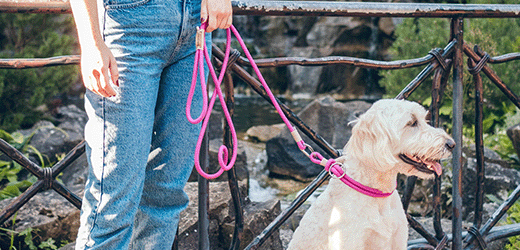 dog leash for dogs that pull