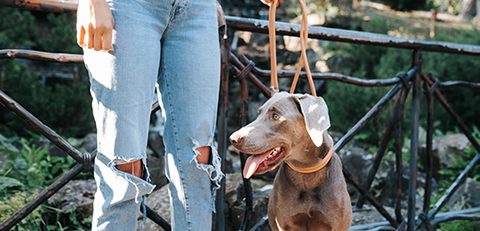 what length leash for dog