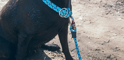 stylish dog leash