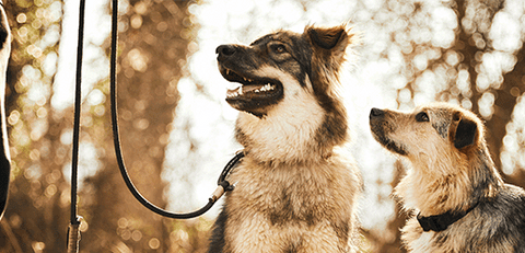 dog wearing paracord dog leash