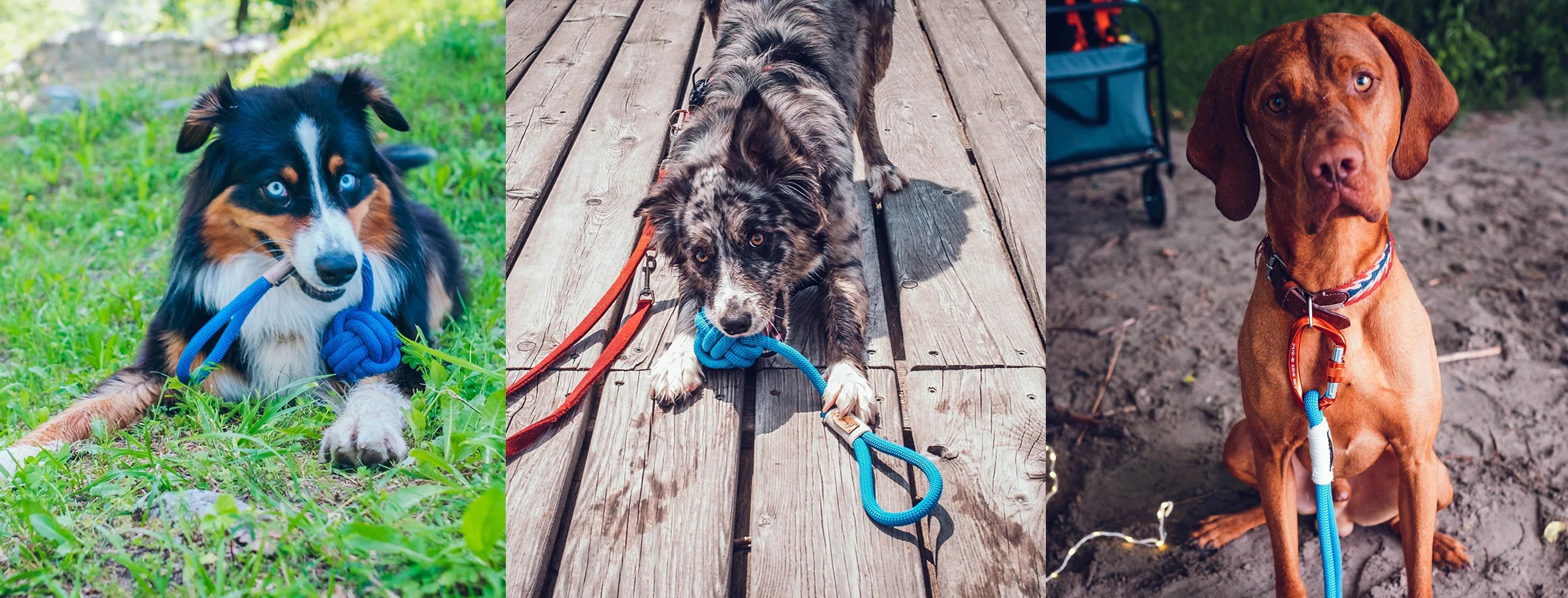 Collection of dogs wearing outdoor leashes