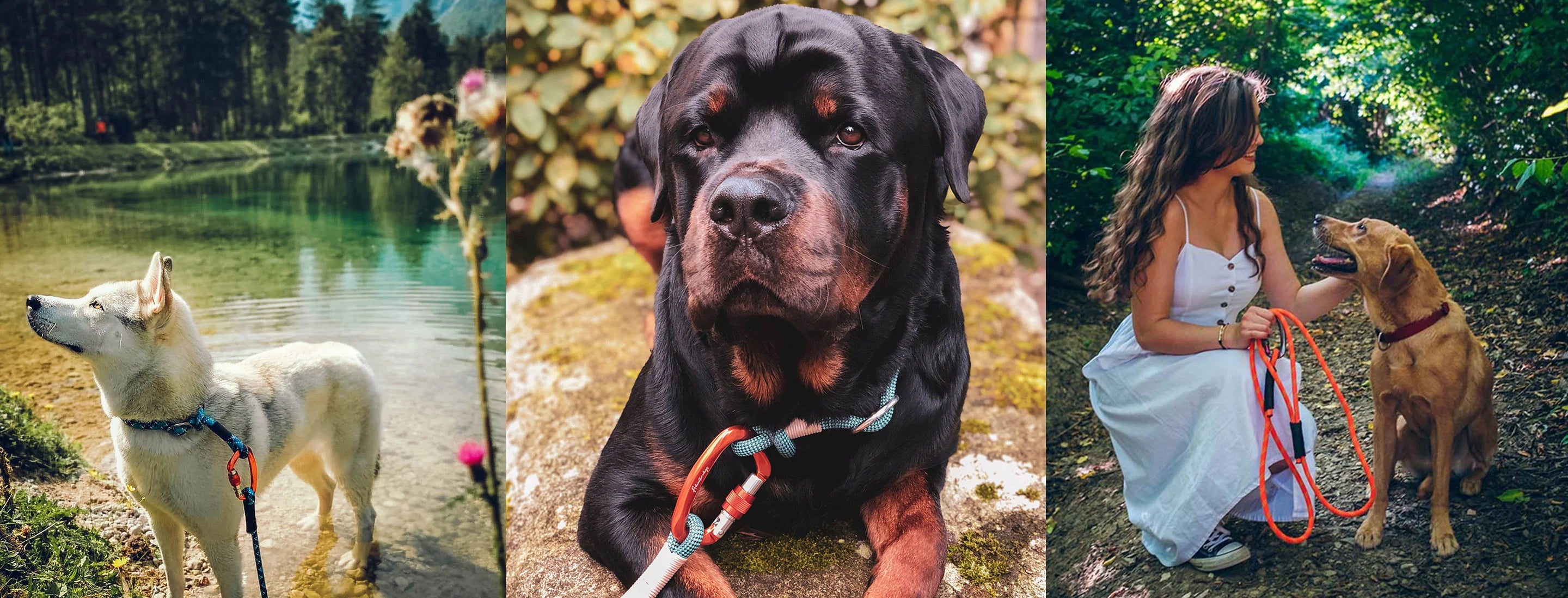 Dogs outside on hikes wearing a leash