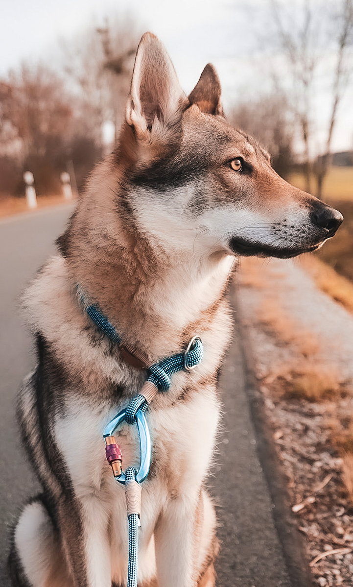 Husky mix dog leash