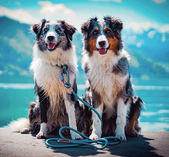 Two dogs wearing a durable outdoor dog leash