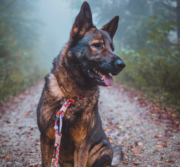 German shepherd dog leash