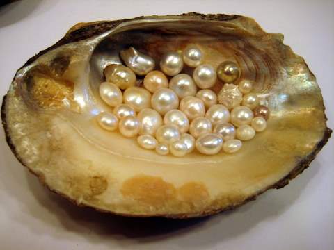 Pearls freshwater and clam shell