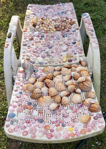 shells collected on Sanibel Island, FL