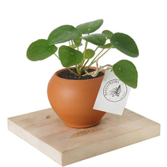 terracotta saksıda mini pilea çiçeği