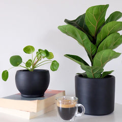 Siyah saksıda pilea ve bitki