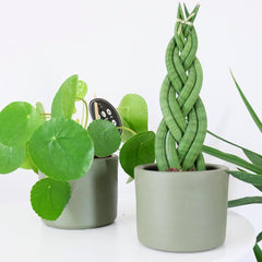 yeşil saksıda pilea ve örgülü paşa kılıcı