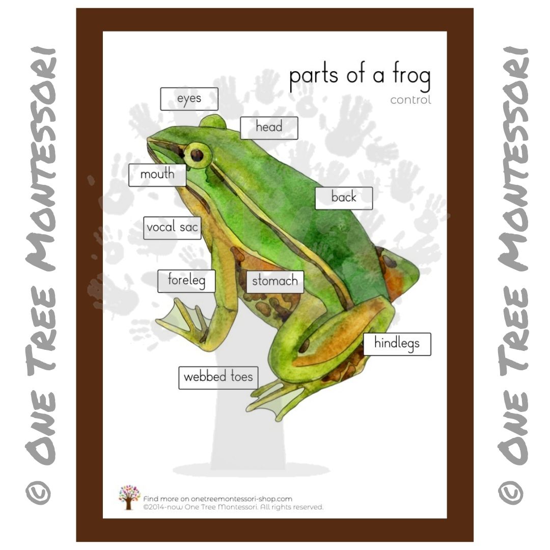 Parts of a Frog Poster - Free for Subscribers – One Tree Montessori ...