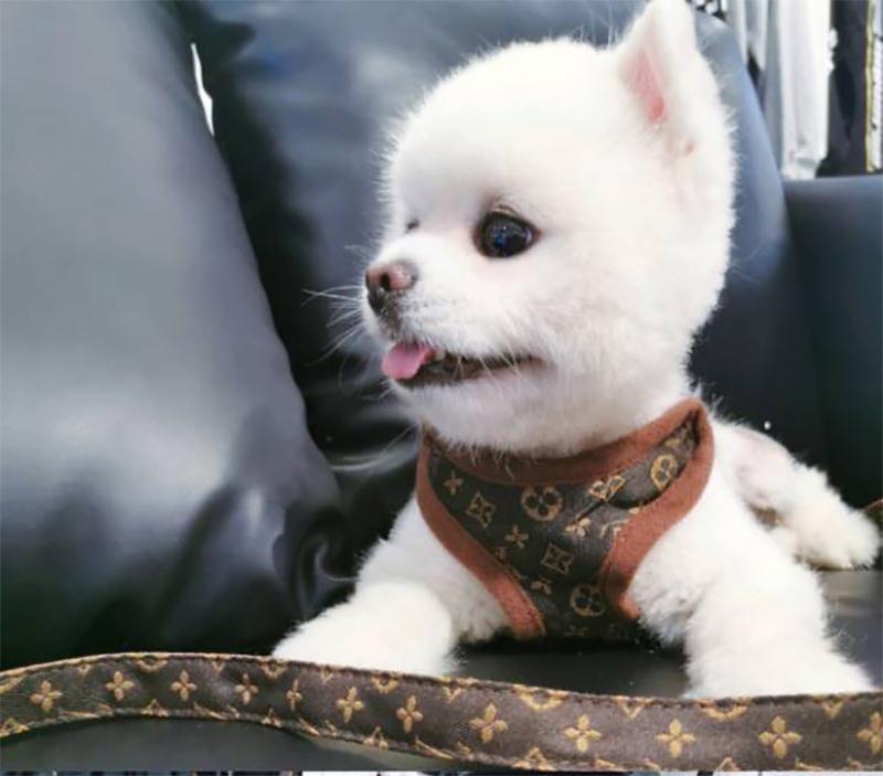 lv dog harness