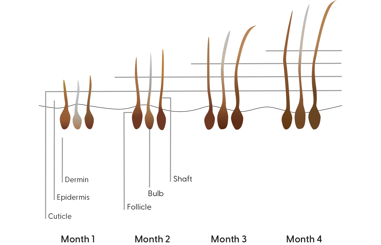 Graphic shows grey hair reversal results from using Arey antioxidant hair products