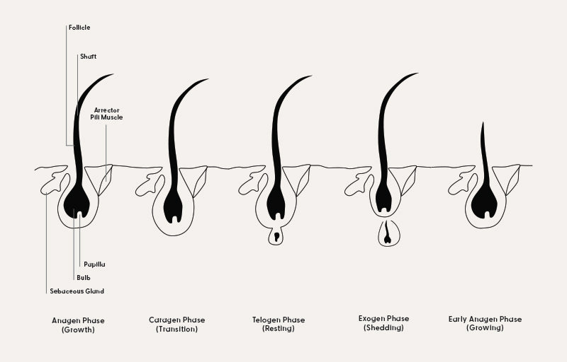 Graphic shows stages in healthy hair growth