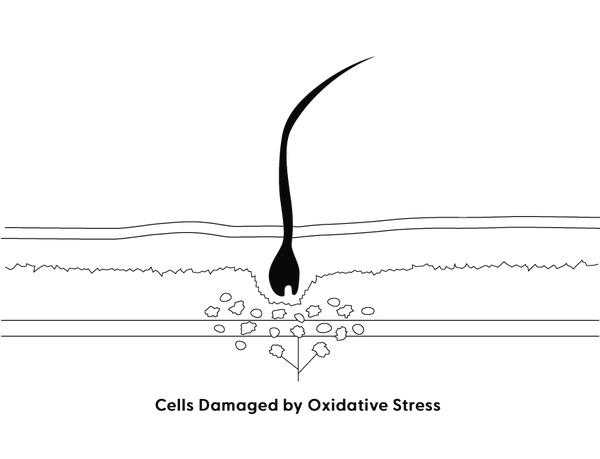 Graphic showing how oxidative stress damages your hair