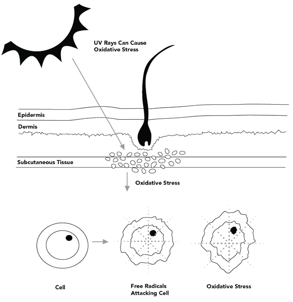 Graphic showing how oxidative stress causes grey hair