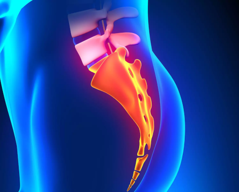 Synthesis image of the coccyx