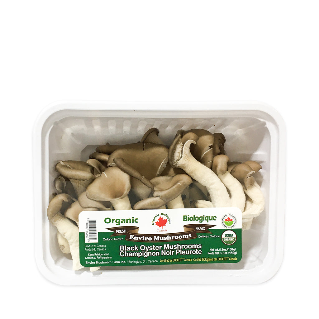 oyster mushrooms farm