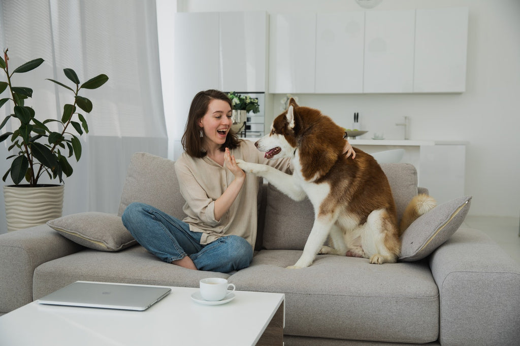 how do you remove dog hair from furniture