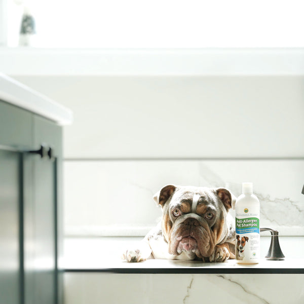 Tips for keeping your bulldogs coat clean healthy