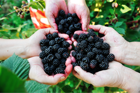 The Sweet and Thorny History of Blackberries: From the Wild to the Kitchen