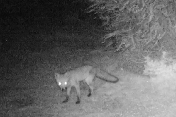 Infra red Fox eyes in the garden