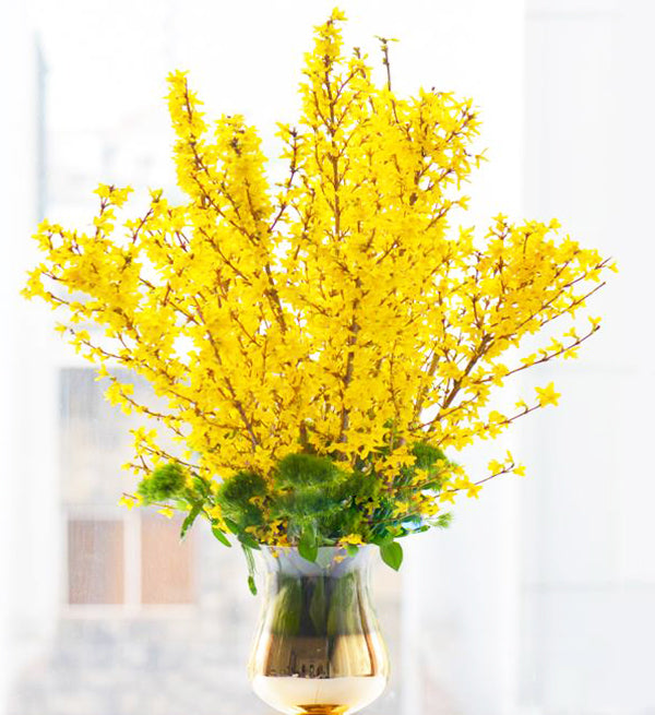 American Forsythia - Vietnamese Flowers