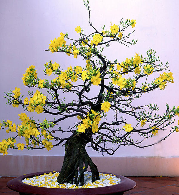 Yellow Apricot 1,4m - Vietnamese Flowers