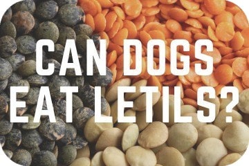 Can dogs eat lentils uk