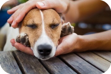 brazil nuts dogs