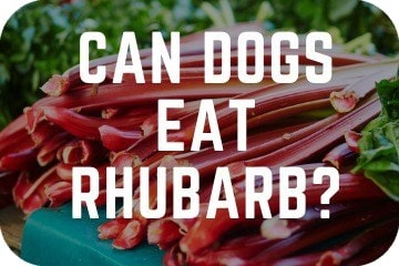 can_dogs_eat_rhubarb