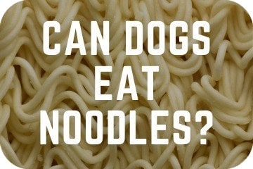 Can Dogs Eat Noodles? Treat Or Toxic 