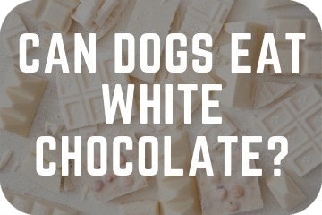 can_dogs_have_white_chocolate