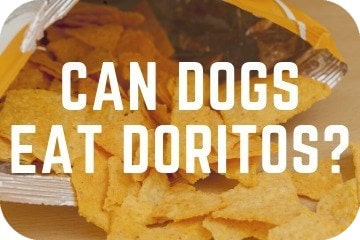 can_dogs_eat_doritos_graphic