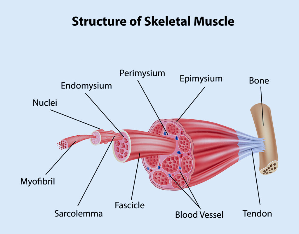 Muscle Structure