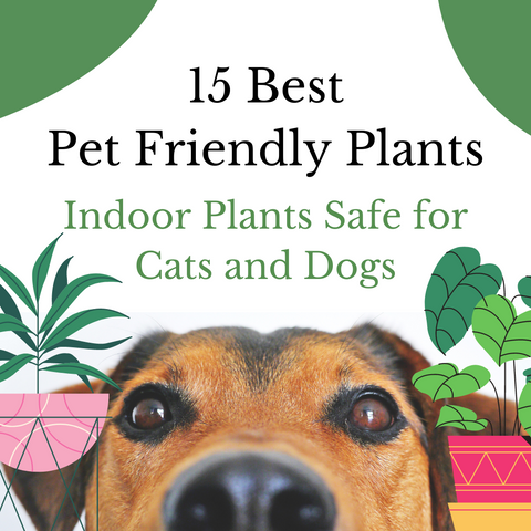 Pet-Friendly, Non-Toxic Flowers & Houseplants for Your Home
